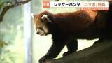「レッサーパンダ「ロッポ」直前まで元気も突然の死 11歳、死因調査へ　22日から献花台設置　富山市ファミリーパーク」の画像1