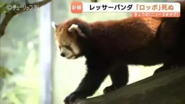 レッサーパンダ「ロッポ」直前まで元気も突然の死 11歳、死因調査へ　22日から献花台設置　富山市ファミリーパーク