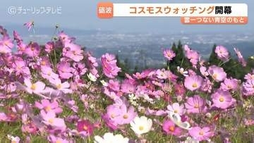ゲレンデいっぱいに広がる100万本のコスモス となみ夢の平で開幕「コスモスウォッチング」週末の3連休が見ごろに【富山・砺波市】