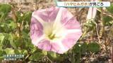 「海水浴場で「ハマヒルガオ」見ごろ　富山県内は夜から雨に　最高気温は富山で29℃予想」の画像1