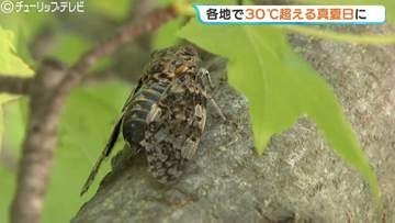 県内各地で真夏日に すでに予想最高気温を超えるところも 熱中症に注意 富山