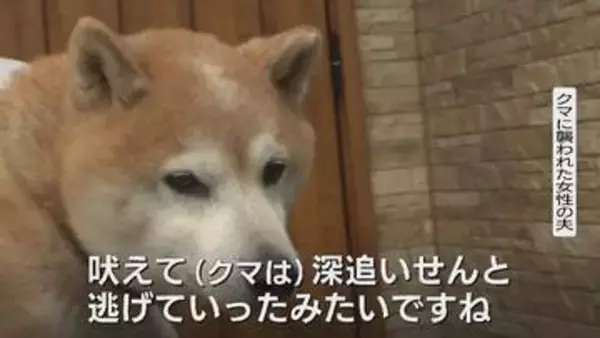 【クマ人身被害】散歩中の愛犬が妻を守ったか…用水路から飛び出してきたクマに「犬が吠えて逃げていった」緊急銃猟で12発の発砲、体長150センチ、体重86キロの成獣を駆除　富山