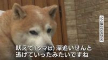 【クマ人身被害】散歩中の愛犬が妻を守ったか…用水路から飛び出してきたクマに「犬が吠えて逃げていった」緊急銃猟で12発の発砲、体長150センチ、体重86キロの成獣を駆除　富山