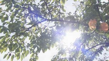 富山・伏木で35℃、猛暑日予想も…夜からは広い範囲で降雨見込み　27日正午までに最大80mm予想