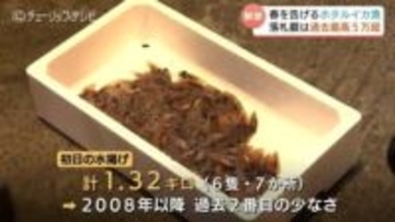 ７か所の定置網で “わずか1.3キロ”  富山湾の神秘「ホタルイカ漁」解禁も網には大量の “イワシ” 浜値は過去最高を記録　富山・滑川市