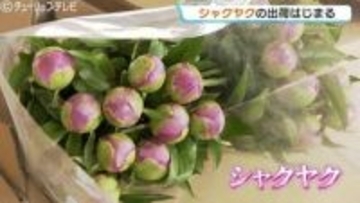 「母の日」に彩りを！“シャクヤク”温度管理しつぼみで出荷 今年は出来栄え上々 14万本を見込む 富山