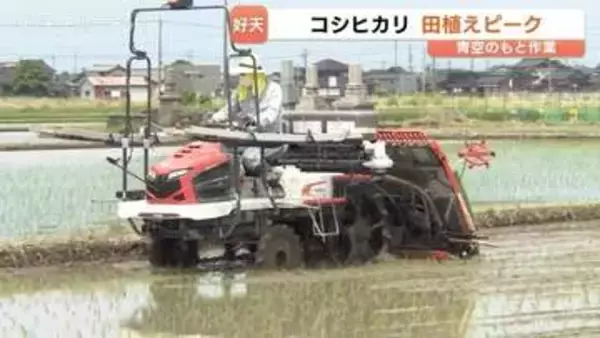 田植えの最盛期到来！青空の下で進む「コシヒカリ」苗植え　猛暑対策で“5月15日”がピーク　20日ごろ完了へ　富山