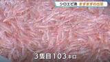 「「シロエビ」解禁から3日目にしてようやく初の水揚げ 一回目は合計106キロとまずまずの出だし 富山・新湊漁港」の画像1