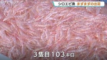 「シロエビ」解禁から3日目にしてようやく初の水揚げ 一回目は合計106キロとまずまずの出だし 富山・新湊漁港