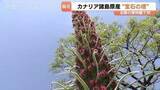 「【北陸初】2メートルの “宝石の塔” が出現！　一生に一度だけ咲く極めて珍しい花　県中央植物園で見頃　富山」の画像1