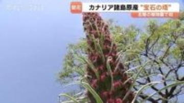 【北陸初】2メートルの “宝石の塔” が出現！　一生に一度だけ咲く極めて珍しい花　県中央植物園で見頃　富山