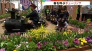 【真冬に春気分】「春を呼ぶチューリップ展」開幕 過去最多1.2万本の共演！ミニSLも運行　富山・砺波市