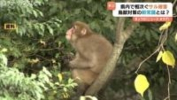 「電気柵は顔と手を狙え」サルから農作物“確実に守る”2つの鉄則　専門家が解説する“新常識”　被害額は400万円以上 に　富山