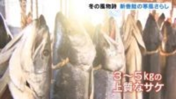 お歳暮用として人気 冬の風物詩「新巻鮭」の寒風さらし始まる 富山