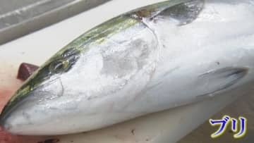 「ひみ寒ぶり」記録的不漁でブリ丼4380円　目当ての観光客も高値に戸惑い　北陸の港町に”経済効果１０億円”もいつ富山湾へ
