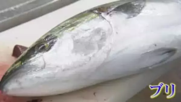 「ひみ寒ぶり」記録的不漁でブリ丼4380円　目当ての観光客も高値に戸惑い　北陸の港町に”経済効果１０億円”もいつ富山湾へ