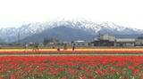 「残雪の北アルプスとチューリップ200万本の競演“にゅうぜんフラワーロード”見頃 富山・入善町」の画像1