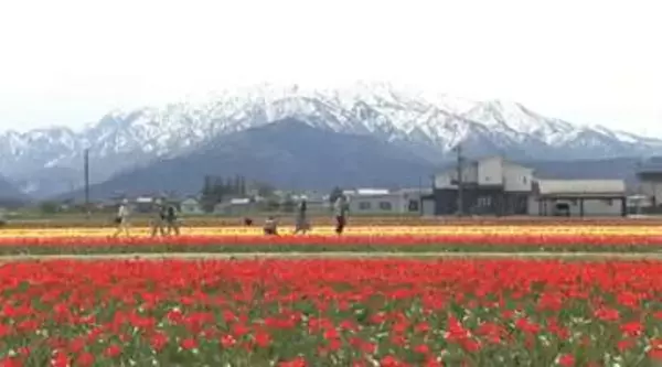 残雪の北アルプスとチューリップ200万本の競演“にゅうぜんフラワーロード”見頃 富山・入善町