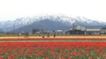 残雪の北アルプスとチューリップ200万本の競演“にゅうぜんフラワーロード”見頃 富山・入善町