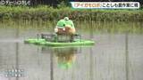 「水田を自在にスイスイ　「アイガモロボ」ことしも農作業に精　富山県の高校で「ドジョウ米」有機農法」の画像1