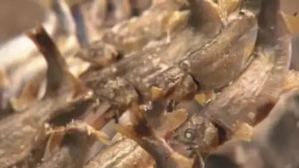 庄川の水で完全養殖した「生粋の庄川鮎」今シーズンの提供始まる　富山・砺波