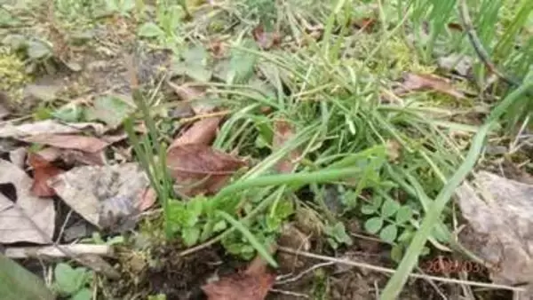 「【食中毒】「アサツキと思ったら…」スイセン食べて嘔吐…70代と80代の男女2人　自宅の畑で採取、夕食時に調理　富山」の画像