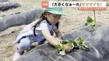 「「大きくな～れ」　富山市の園児がサツマイモ苗の植え付け　10月に収穫し焼き芋に」の画像1