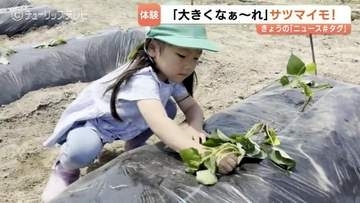 「大きくな～れ」　富山市の園児がサツマイモ苗の植え付け　10月に収穫し焼き芋に