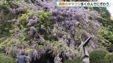 「鮮やかな美しさ「ヤマフジ」薄紫色の花が満開  今年は花が多く群を抜いてきれい 氷見・磯部神社」の画像1