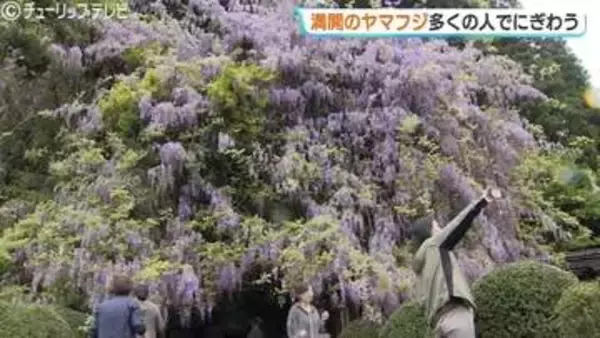 鮮やかな美しさ「ヤマフジ」薄紫色の花が満開  今年は花が多く群を抜いてきれい 氷見・磯部神社