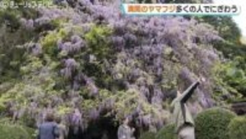 鮮やかな美しさ「ヤマフジ」薄紫色の花が満開  今年は花が多く群を抜いてきれい 氷見・磯部神社