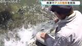 「魚津で約3万3千匹のアユの稚魚 来月中旬のアユ漁の解禁を前に放流 富山」の画像1