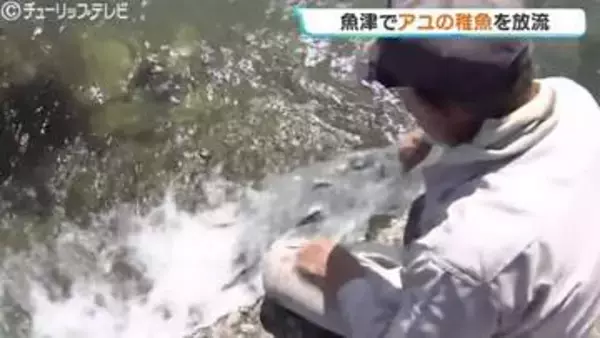 魚津で約3万3千匹のアユの稚魚 来月中旬のアユ漁の解禁を前に放流 富山