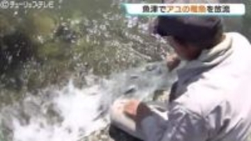 魚津で約3万3千匹のアユの稚魚 来月中旬のアユ漁の解禁を前に放流 富山
