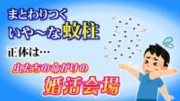 命がけの “婚活パーティー” …どこまでも追ってくる「あたま虫」 正体は無数のユスリカの群れ「蚊柱」真冬でも活動するフユユスリカも