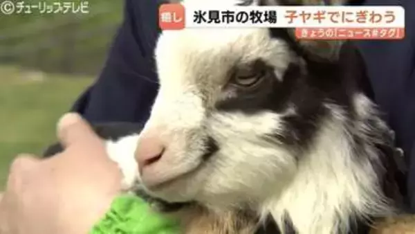 【GW穴場】富山県氷見市でベビーラッシュ！子ヤギと触れ合える「癒やしの聖地」