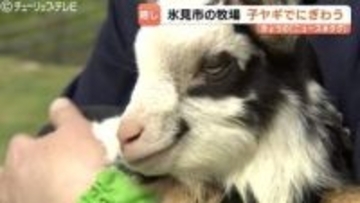 【GW穴場】富山県氷見市でベビーラッシュ！子ヤギと触れ合える「癒やしの聖地」