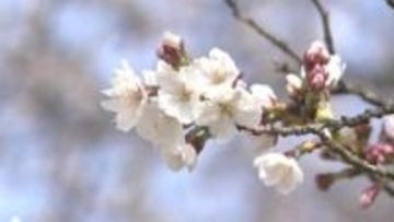 【2026年 桜開花予想】富山、金沢、福井は（4月2日）同時に開花か？北陸三県の桜が織りなす競演に期待【ウェザーニュース 25日発表】