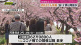 「2026年の河津桜まつり入場者数は約63万人　コロナ禍以降最多（静岡・河津町）」の画像1