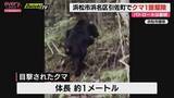 「目撃情報相次ぐ浜松・引佐町でクマ1頭を駆除　周辺パトロールは継続の方針（浜松市浜名区）」の画像1