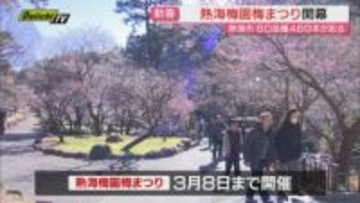 熱海の早春イベント”熱海梅園梅まつり” 開幕　469本の梅のうち36本で見ごろ迎える（静岡・熱海市）