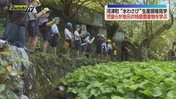 児童らが地元の特産農産物「静岡の水わさびの伝統栽培」を見学しワサビ栽培への理解と愛着深める（静岡・河津町）