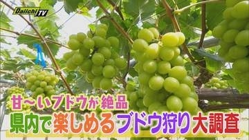 【旬グルメ】シルバーウィークにおすすめ！県内の身近で魅力的な農園で楽しむ“ブドウ狩り”（静岡）