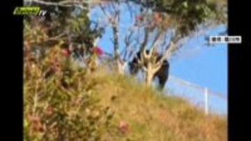 「フェンス乗り越えるクマ」パトロール中の市職員が撮影 目撃情報相次ぐ（静岡・菊川市）