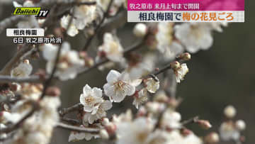 牧之原市 相良梅園で梅の花見ごろ　20品種、700本の梅植えられ３月上旬まで開園（静岡）