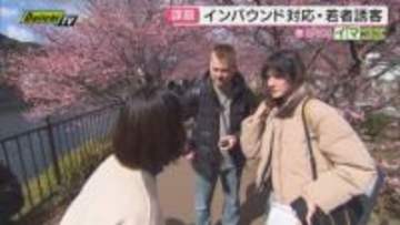 【名物行事舞台裏】早春の伊豆恒例｢河津桜まつり｣町の一大イベント支える主催者の工夫とは(静岡･河津町)
