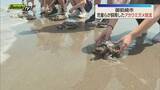 「御前崎市で地元の児童らが飼育してきたアカウミガメを5日放流 子ガメたちが大海原へ旅立つ（静岡）」の画像1