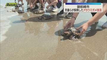 御前崎市で地元の児童らが飼育してきたアカウミガメを5日放流 子ガメたちが大海原へ旅立つ（静岡）