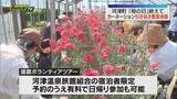 「「母の日」を過ぎて出荷が終わったカーネーション畑で花苗を引き抜く作業を手伝う援農ボランティアツアー（静岡・河津町）」の画像1
