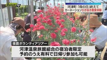 「母の日」を過ぎて出荷が終わったカーネーション畑で花苗を引き抜く作業を手伝う援農ボランティアツアー（静岡・河津町）